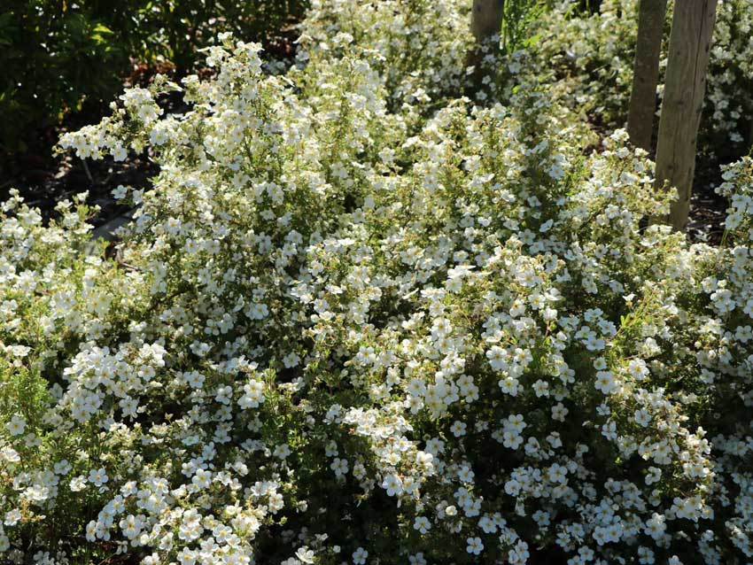 l&auml;hes vaaleankelt lai